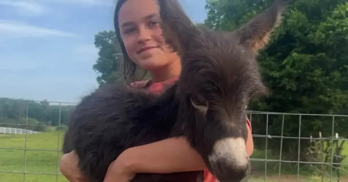 Georgia officer's reason for shooting baby donkey HeeHaw revealed as investigation continues