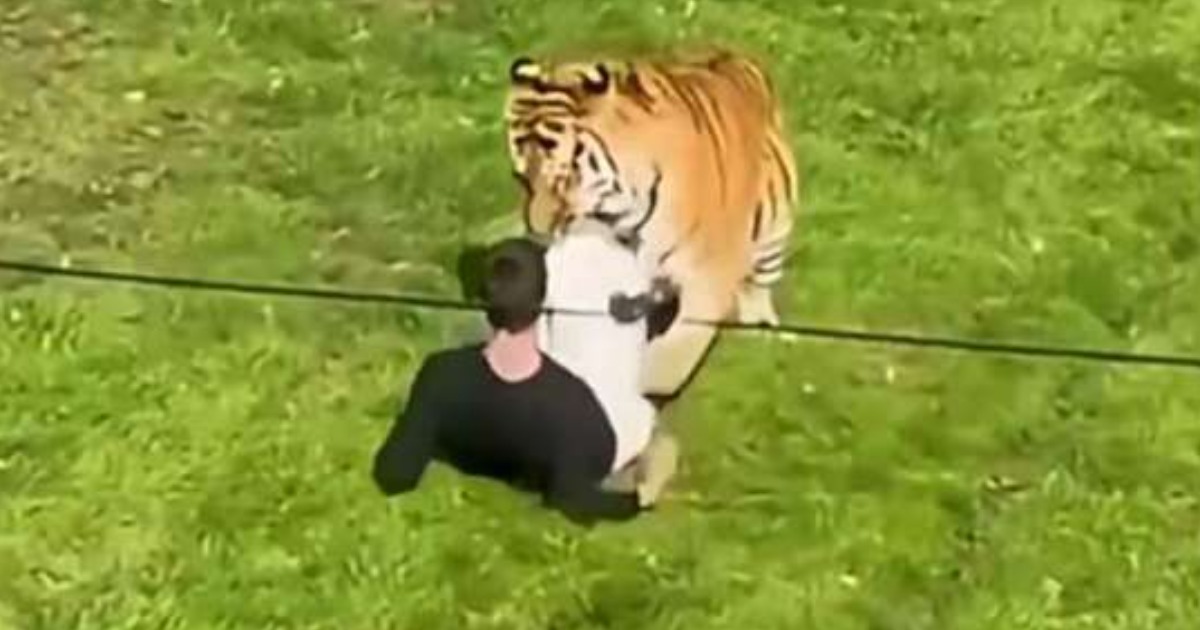 Police issue urgent warning after man dies inside tiger enclosure at UK wildlife park