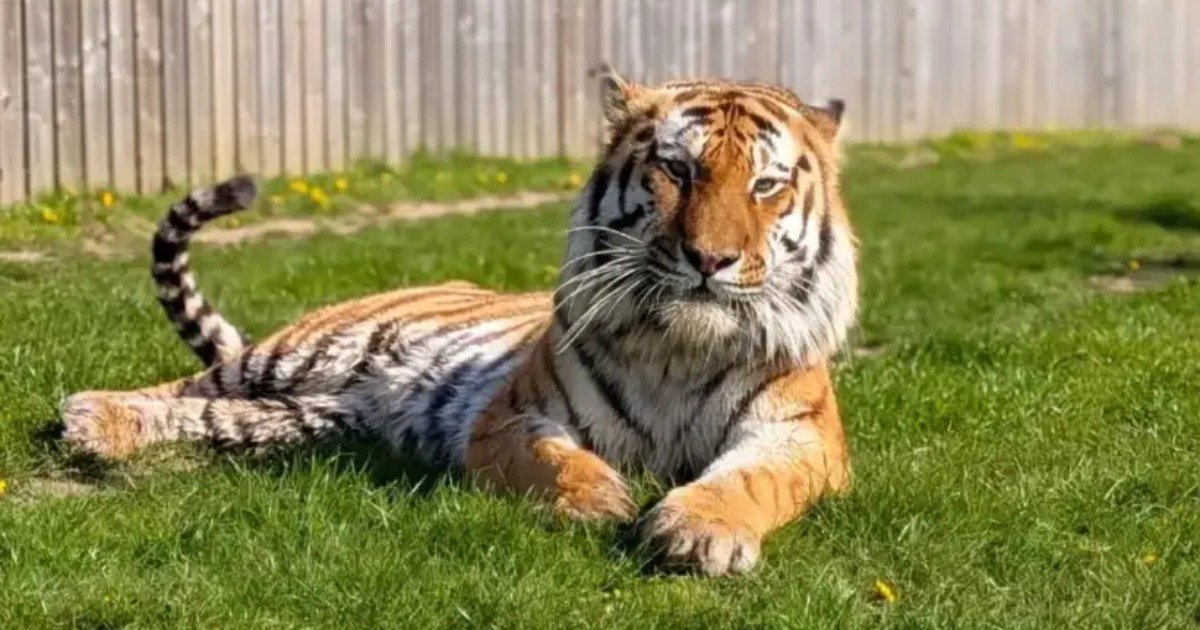 Animal keeper shares surprising theory about tiger that fatally attacked man at Yorkshire Wildlife Park